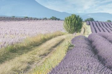 The Summer Magic of Lavender