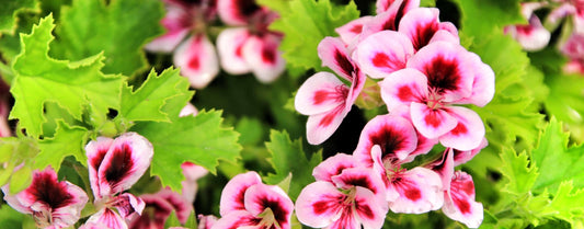 A Note on Spring: Rose Geranium